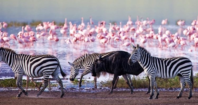 Lake Nakuru, Kenya